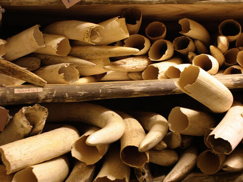 Stacks of elephant ivory tusks