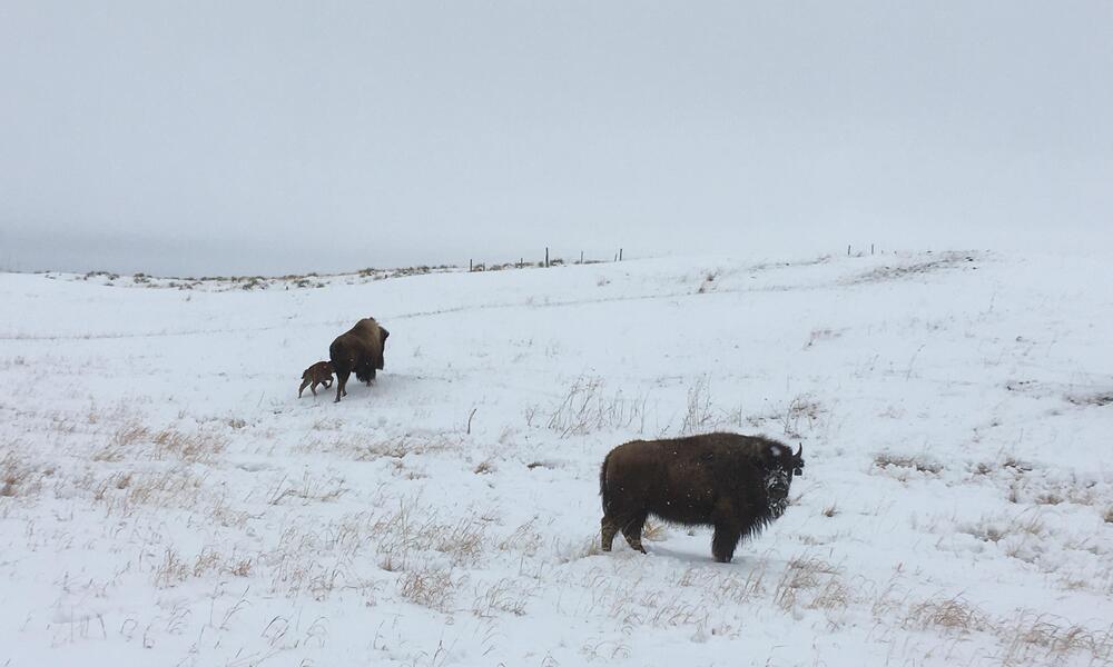 A bison cow and calf stand in a snowy plain