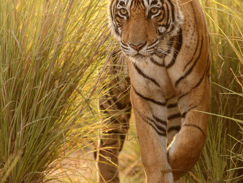 Tiger walking in tall grass in a beautiful golden light