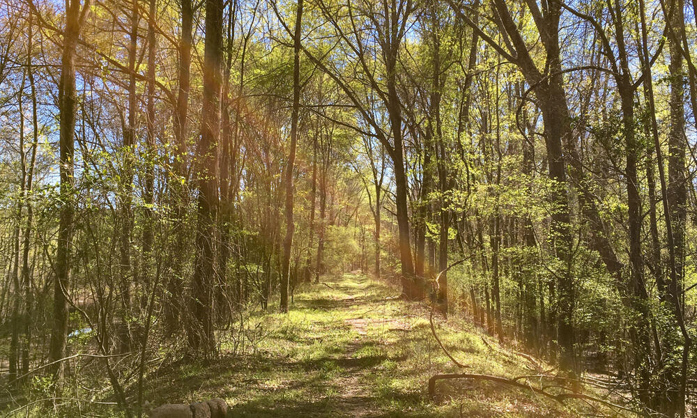The sun shines through the trees in a forest onto a path