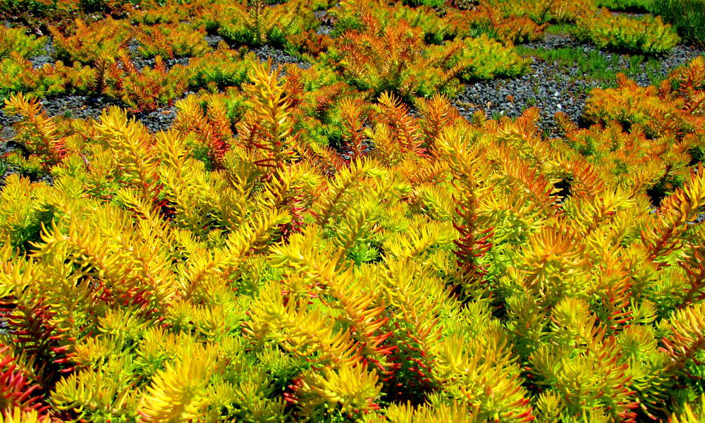 Green HQ green roof