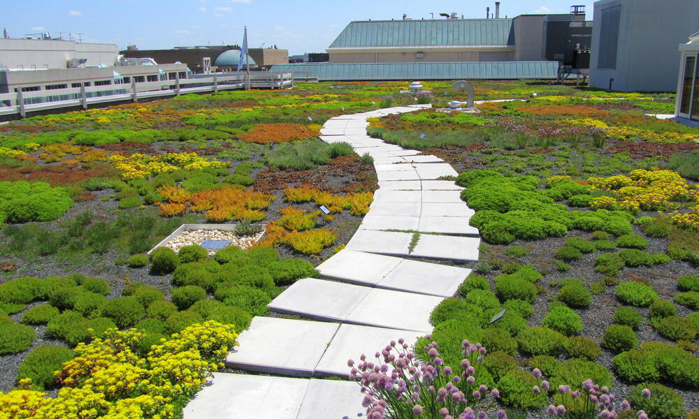 WWF HQ green roof
