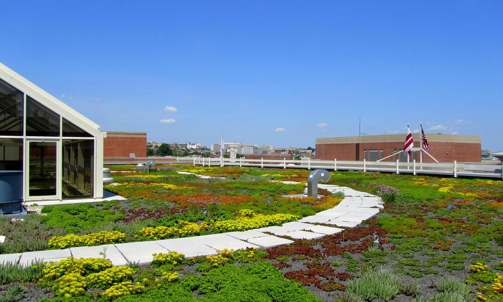 WWF HQ green roof