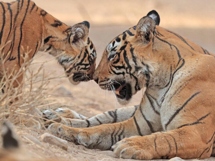 Tiger mother and cub touching noses
