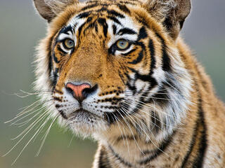 Close-up of a tiger as it looks out into the distance