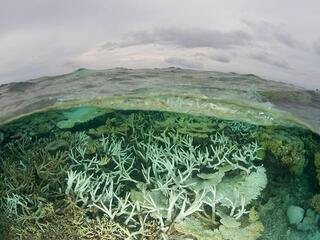 Tubbataha Reefs Natural Park lagoon looking bleached, Palawan, Philippines
