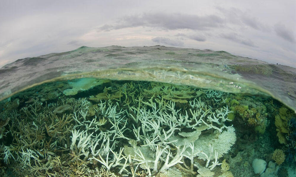Tubbataha Reefs Natural Park lagoon looking bleached, Palawan, Philippines