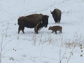 A bison cow and her calf stand in a snowy field
