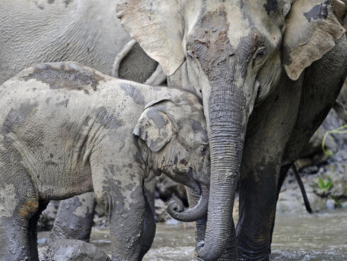 Elephant and calf in river