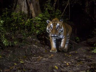 Tiger caught on camera trap in Nepal