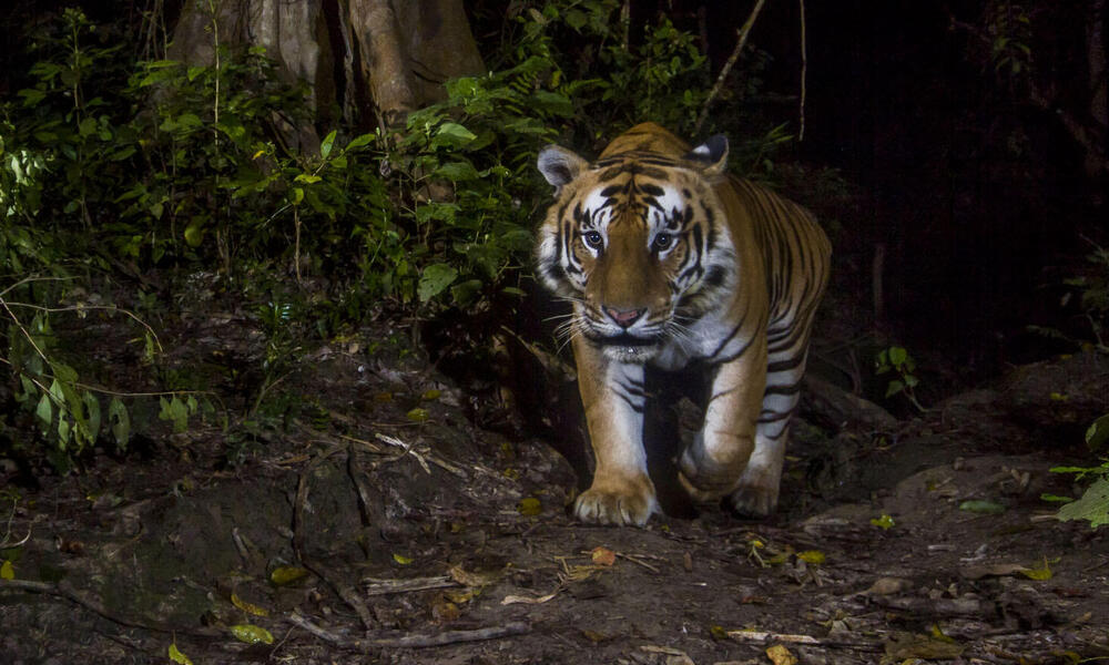 lip Nadruk pen What can camera traps tell us about tigers and their homes? | Stories | WWF