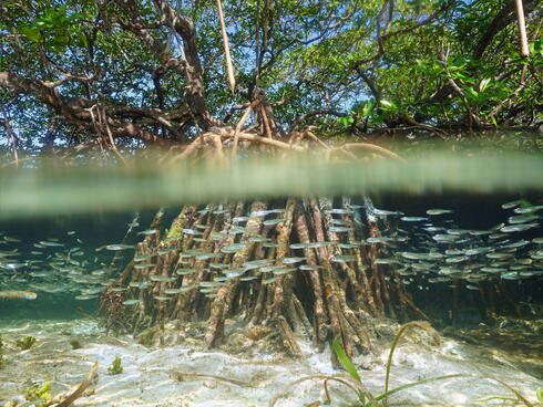 A mangrove 