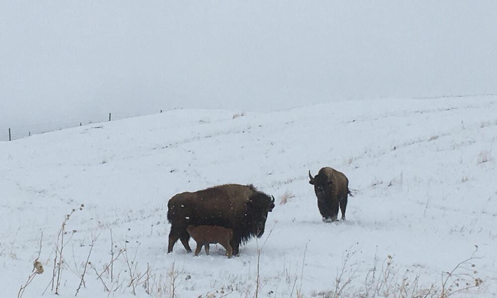 Bison cow and calf standing in a snowy plain