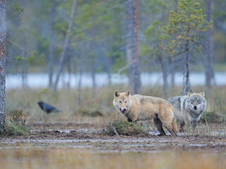 Two European grey wolves stand in a muddy clearing in a forest