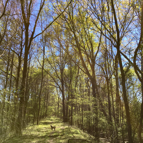 Light shines through a grove of trees