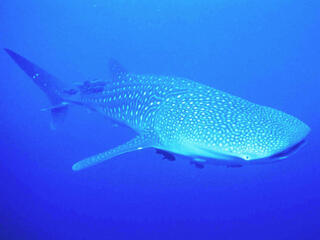 Whale Sharks