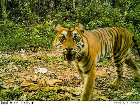 camera trap image of tiger in Thirty Hills, Sumatra