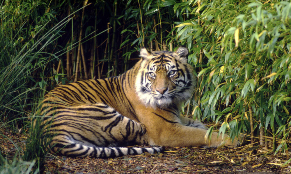 Sumatran tiger, resting  Sumatra  Indonesia