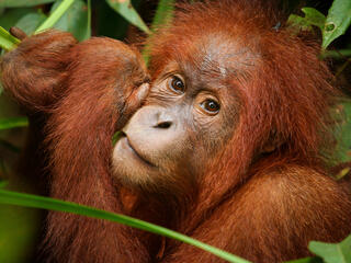 orangutan in Thirty Hills, Sumatra