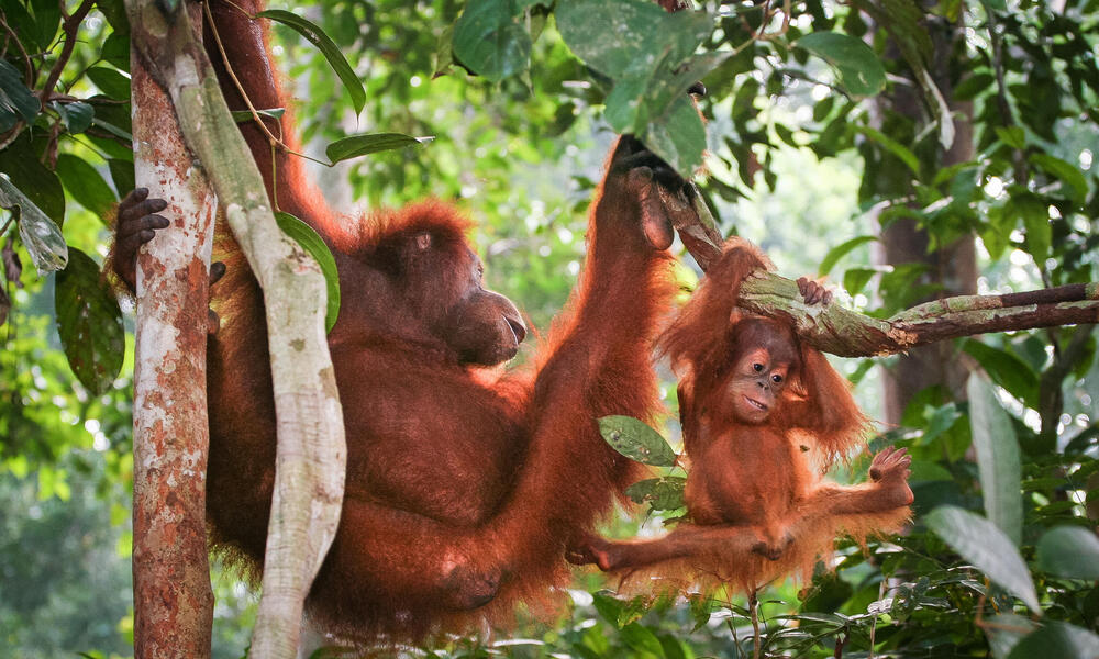 Endangered species threatened by unsustainable palm oil production |  Stories | WWF