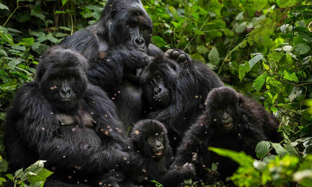 Family of gorillas
