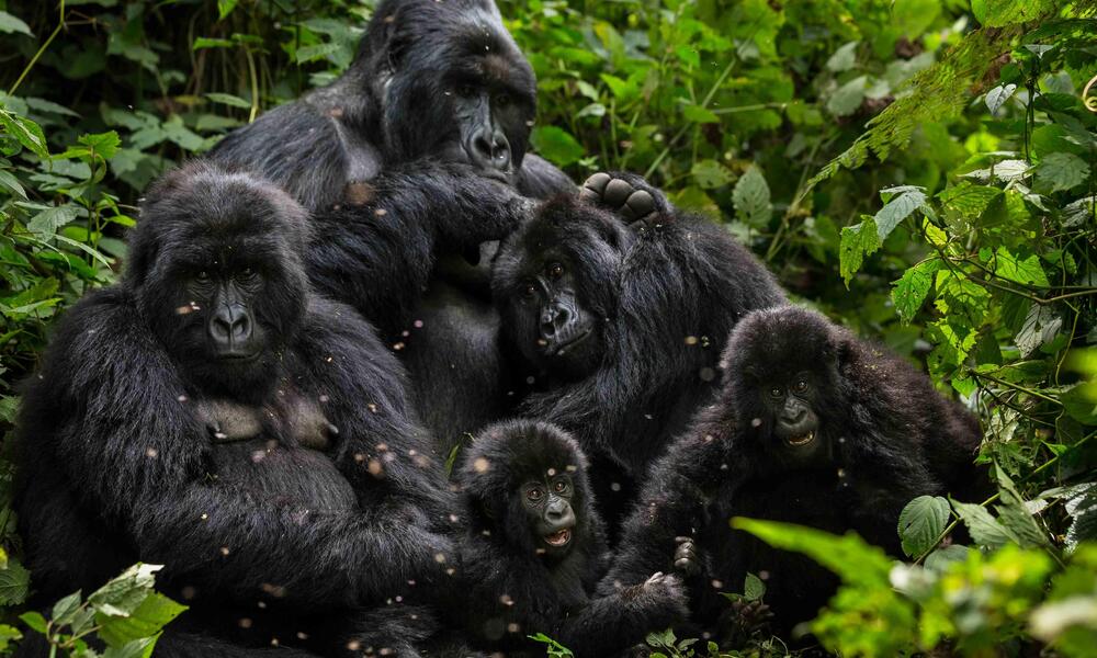 How Can We Help Mountain Gorillas Deal With Climate Change? | Magazine