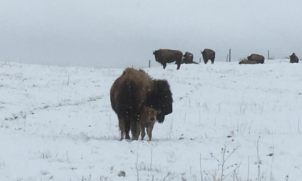 Bison cow and calf standing in a snowy field