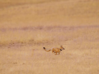 A reintroduced swift fox stands in tall yellow grasses