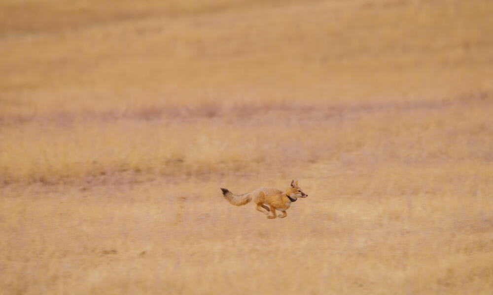 A reintroduced swift fox stands in tall yellow grasses
