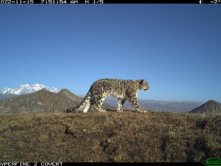 A snow leopard walks across a high ridge with mountains and a bright blue sky in the background