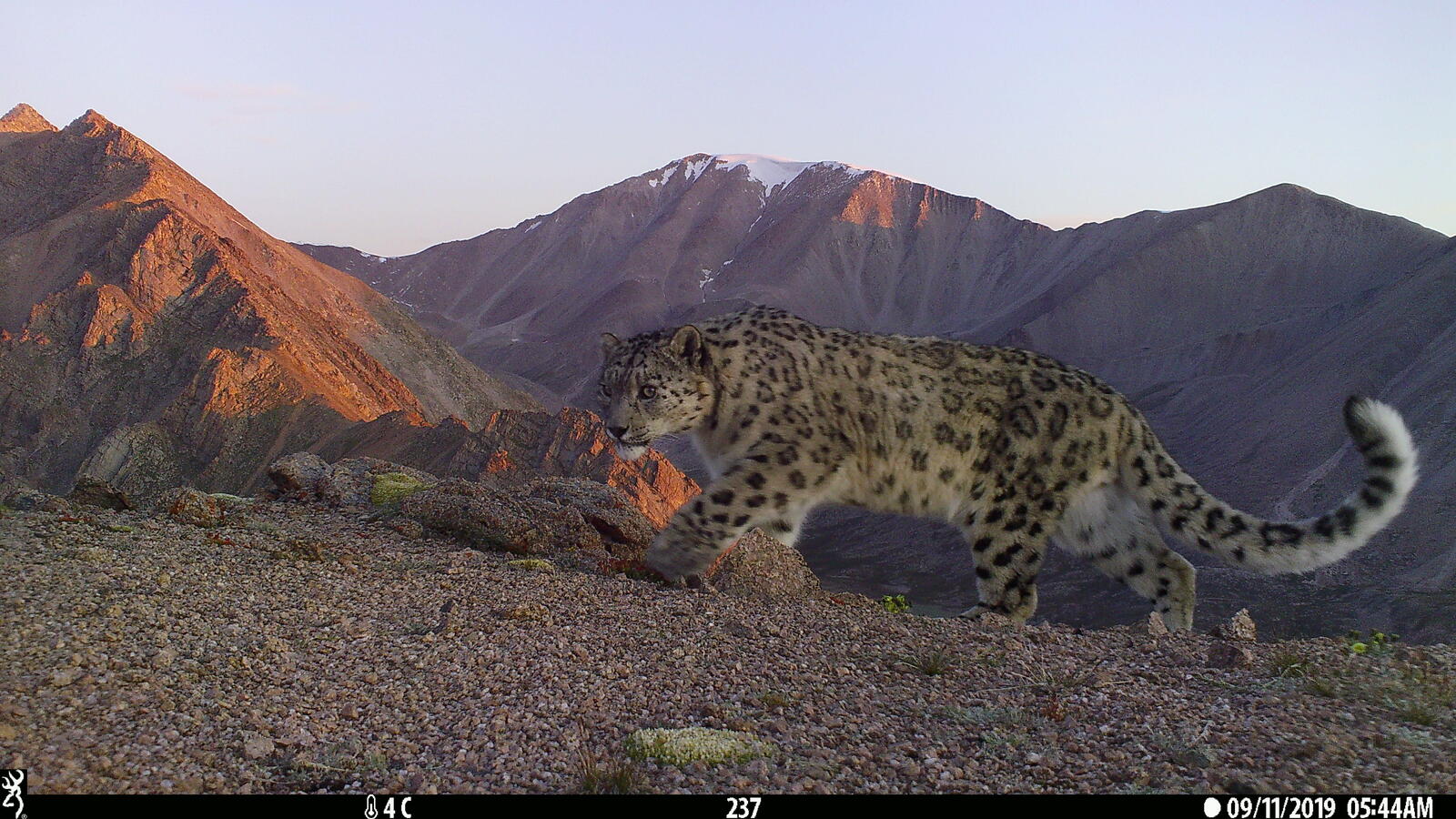 A snow leopard stalks along a mountain pass in Mongolia 
