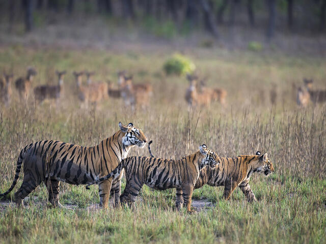 3 tigers in India