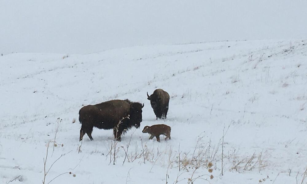 A bison cow and her calf stand in a snowy field