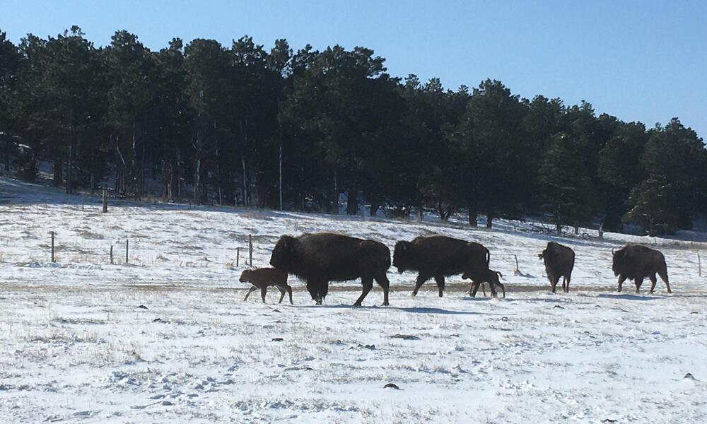 Bison calves wander among adult bison in the snow