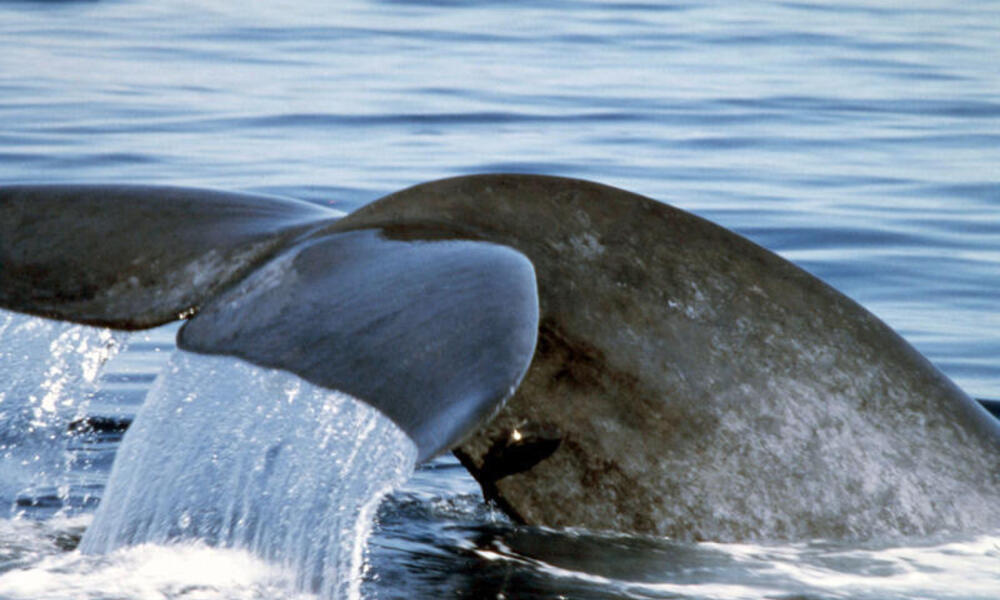 Blue whale
