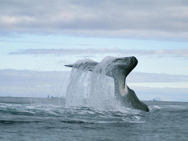 Bow head whale