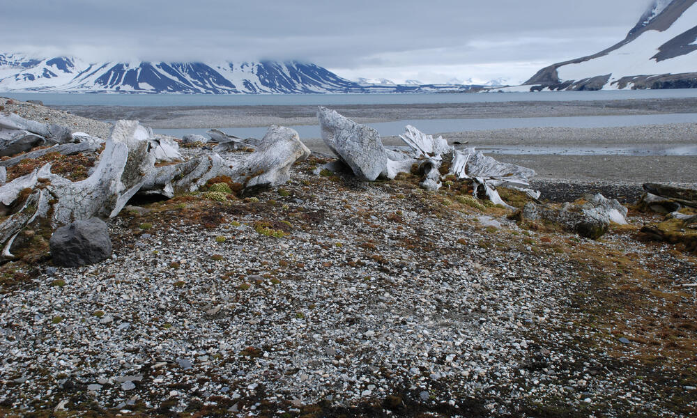 Bow head whale threats