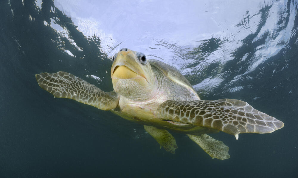 Olive Ridley Sea Turtle Habitat