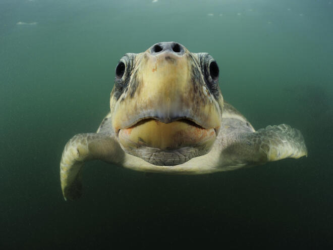 Olive Ridley Turtle