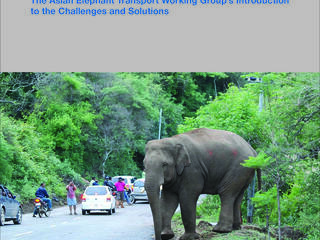 elephant crossing National Highway 209 near Sathyamangalam Tiger Reserve in India with people stopping to take photos