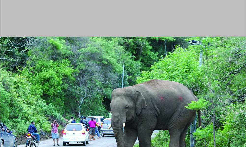 elephant crossing National Highway 209 near Sathyamangalam Tiger Reserve in India with people stopping to take photos