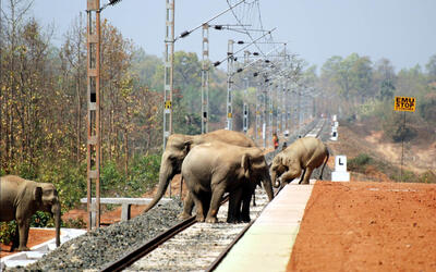 Four elephants standing on train tracks amidst other metal, industrial elements