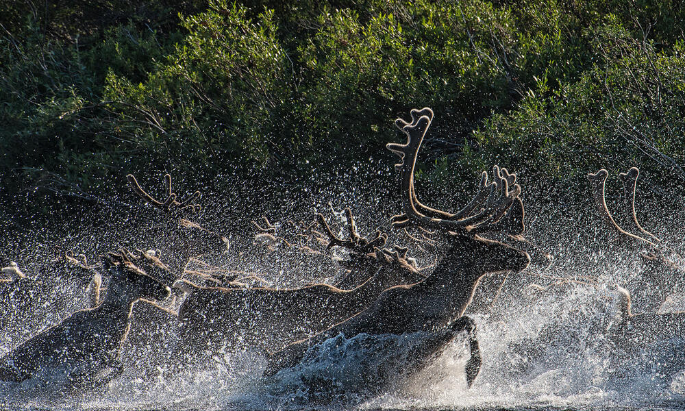 A herd of caribou charges through water spraying droplets everywhere