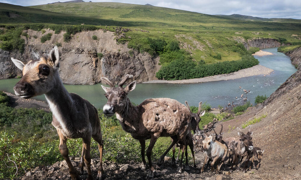 young caribou walk in a row up a steep mountainside with a river below them