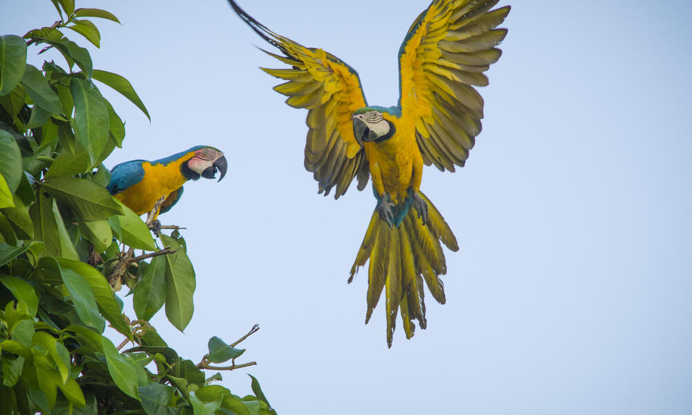 macaws Amazon