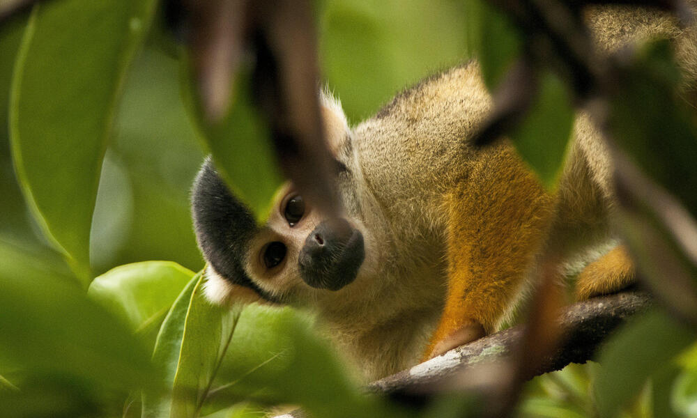 squirrel monkey Amazon