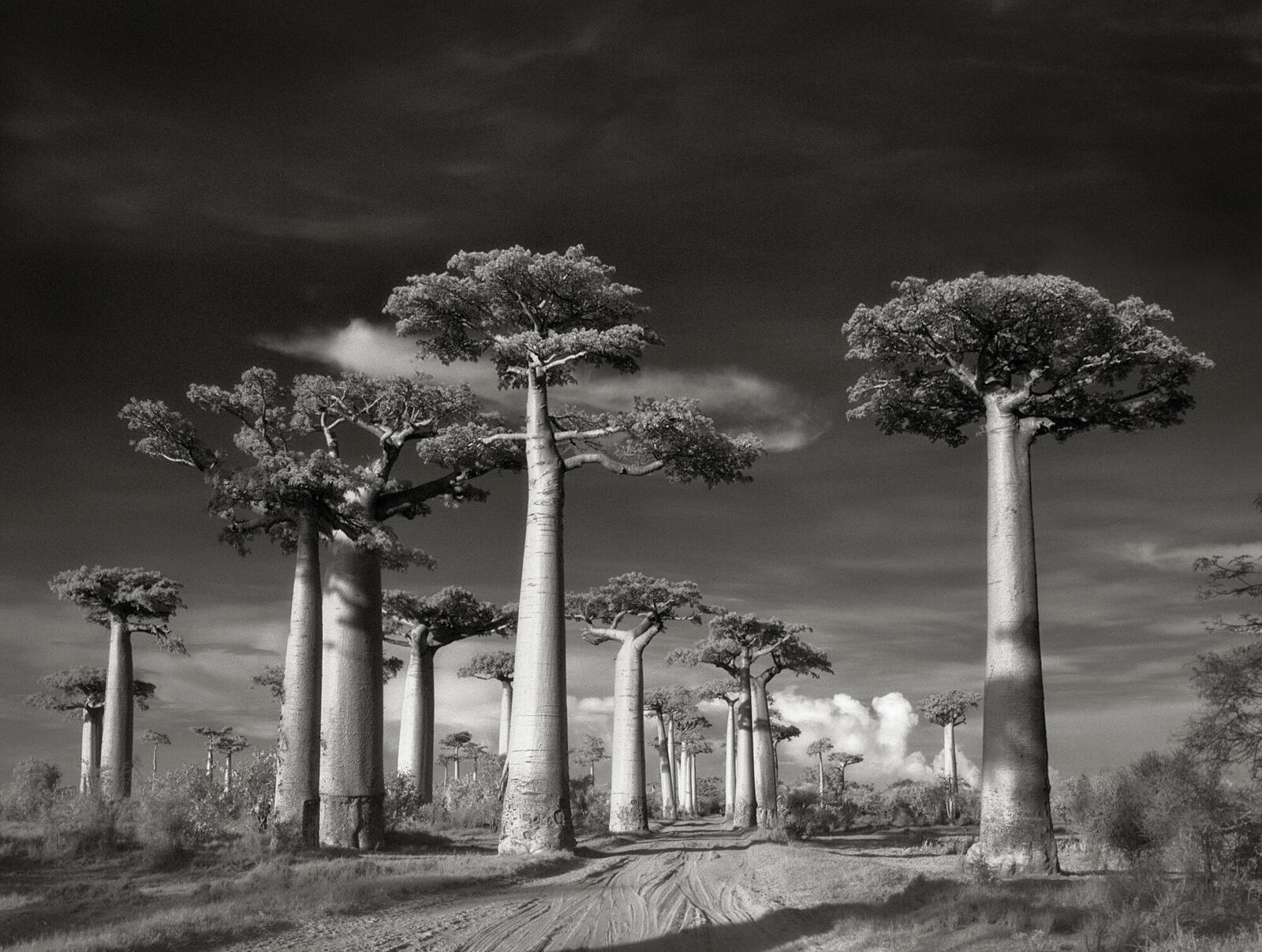 Road passing between baobab trees