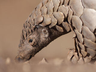 A Pangolin hunting for ants.