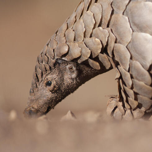 A Pangolin hunting for ants.