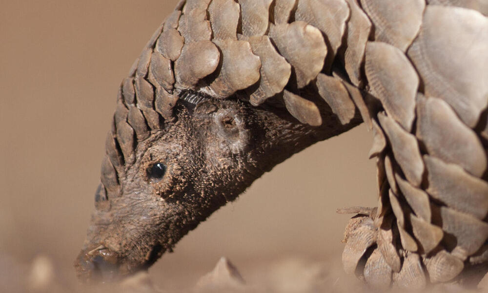 What is a pangolin? | Stories | WWF